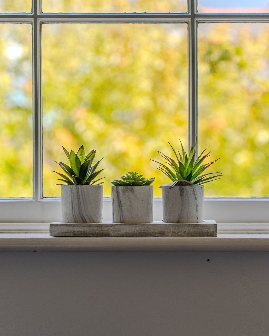 Sash window with three small plants on the sill